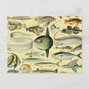 ヴィンテージフィッシュ科学魚釣りアート ポストカード