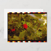 ヴィンテージフィルム隠しバラはがき ポストカード (正面/裏面)