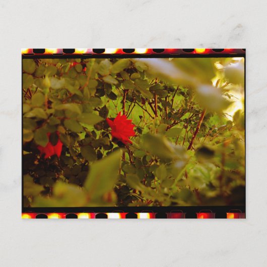 ヴィンテージフィルム隠しバラはがき ポストカード (正面)