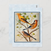 ヴィンテージフィンチとリンネット ポストカード (正面/裏面)