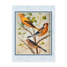 ヴィンテージフィンチとリンネット