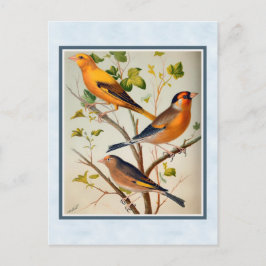 ヴィンテージフィンチとリンネット ポストカード