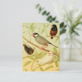 ヴィンテージフィンチ ポストカード (スタンド正面)