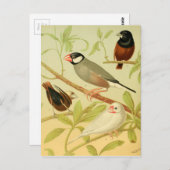 ヴィンテージフィンチ ポストカード (正面/裏面)