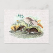 ヴィンテージフィールドマウスwマッシュルーム古いレトロネズミ ポストカード (正面)