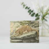 ヴィンテージフェリスクーガー(マウンテンライオン) ポストカード (スタンド正面)