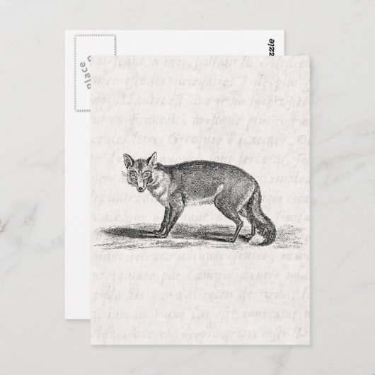 ヴィンテージフォキシキツネイラストレーション- 1800のキツネ ポストカード (正面/裏面)
