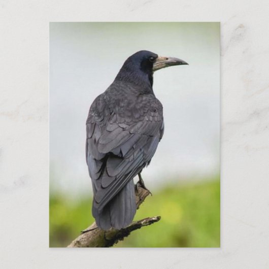 ヴィンテージフォトポストカード ポストカード (正面)