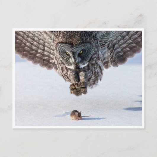 ヴィンテージフォトポストカード ポストカード (正面)