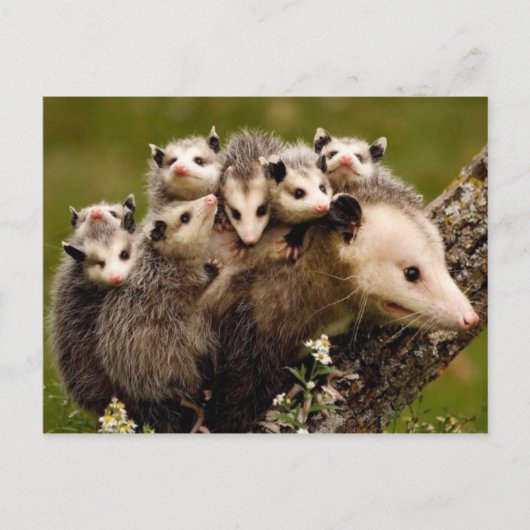 ヴィンテージフォトポストカード ポストカード (正面)