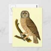 ヴィンテージフクロウの枝 ポストカード (正面/裏面)