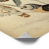 ヴィンテージフクロウイラストレーションポスター ポスター (角)