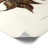 ヴィンテージフクロウイラストレーション ポスター (角)