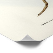 ヴィンテージフクロウイラストレーション ポスター (角)