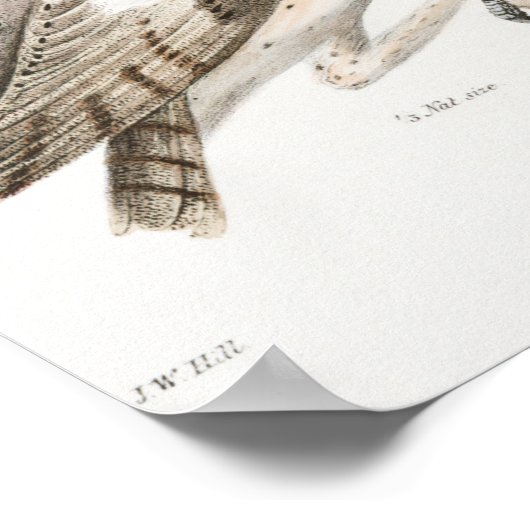 ヴィンテージフクロウイラストレーション ポスター (角)