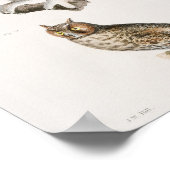 ヴィンテージフクロウイラストレーション ポスター (角)