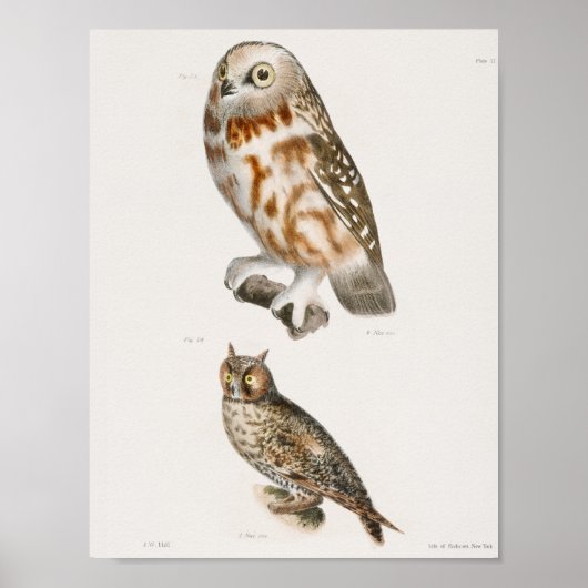 ヴィンテージフクロウイラストレーション ポスター (正面)