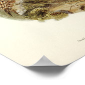 ヴィンテージフクロウイラストレーション ポスター (角)