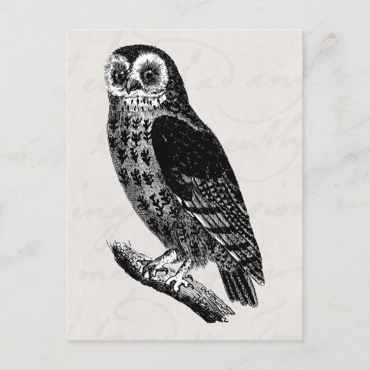 ヴィンテージフクロウスケッチレトロ鳥フクロウ ポストカード (正面)