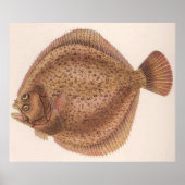 ヴィンテージフクロウダー魚イラストレーション(1919) ポスター (正面)