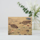 ヴィンテージフラウンダー、海洋海ライフフラットフィッシュ ポストカード (スタンド正面)