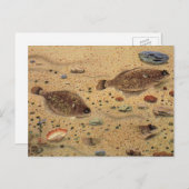 ヴィンテージフラウンダー、海洋海ライフフラットフィッシュ ポストカード (正面/裏面)