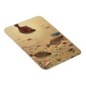 ヴィンテージフラウンダー、海洋海ライフフラットフィッシュ マグネット (右側)