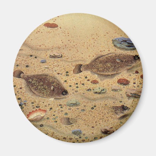 ヴィンテージフラウンダー、海洋海ライフフラットフィッシュ マグネット (正面)