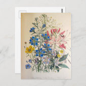 ヴィンテージフラックスとクレオメボタニカルイラストレーション ポストカード (正面/裏面)