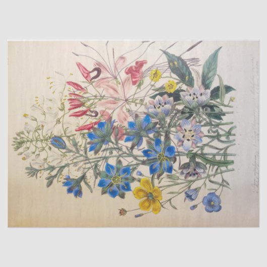 ヴィンテージフラックスアンドクレオメボタニカルティッシュペーパー 薄葉紙 (正面)