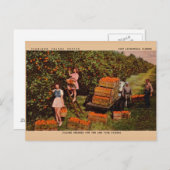 ヴィンテージフラミンゴオレンジグローブフロリダポストカード ポストカード (正面/裏面)