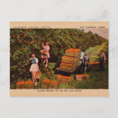 ヴィンテージフラミンゴオレンジグローブフロリダポストカード ポストカード (正面)