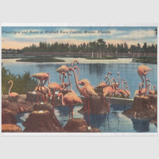 ヴィンテージフラミンゴスの巣マイアミのフロリダ 薄葉紙 (正面)