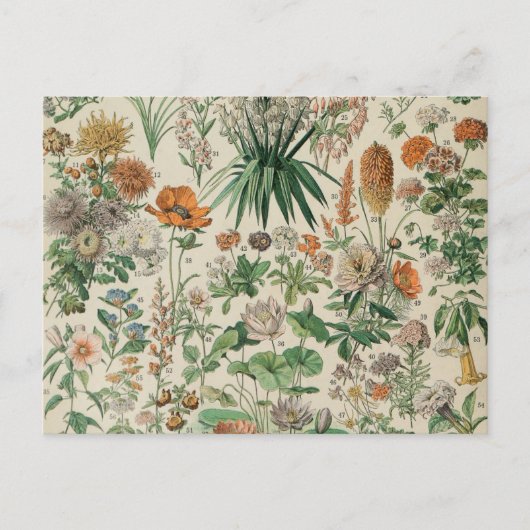 ヴィンテージフラワーズイラストレーションアドルフミロ ポストカード (正面)