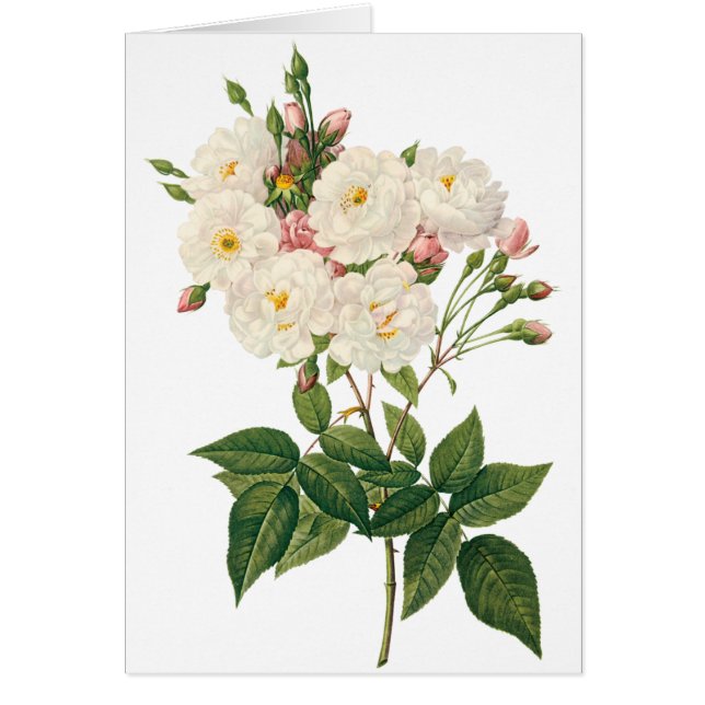 ヴィンテージフラワーズフローラ赤面ワノネットバラルドゥート (正面)