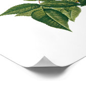 ヴィンテージフラワーズフローラ赤面ワノネットバラルドゥート ポスター (角)