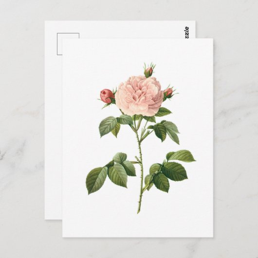 ヴィンテージフラワーピンクローズバイリドゥートポストカード ポストカード (正面/裏面)