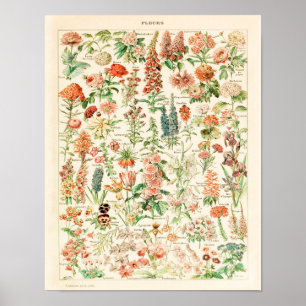 ヴィンテージフラワープリント1909 - Adolphe Millot Poster ポスター