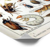 ヴィンテージフランスのアドルフミロ昆虫 ポスター (角)