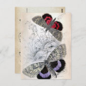 ヴィンテージフランスのバタフライイラストレーション – ポストカード (正面/裏面)