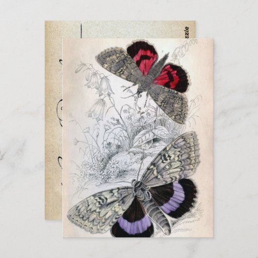 ヴィンテージフランスのバタフライイラストレーション – ポストカード (正面/裏面)