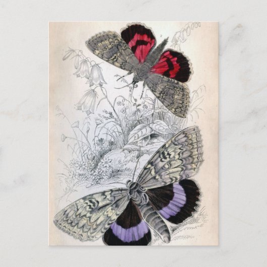 ヴィンテージフランスのバタフライイラストレーション – ポストカード (正面)