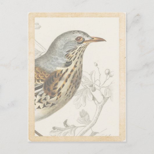 ヴィンテージフランスのバードオンブランチジャーナルカード ポストカード (正面)
