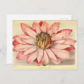 ヴィンテージフランスのフローラエフェメラデカップピンクのティス ポストカード (正面/裏面)