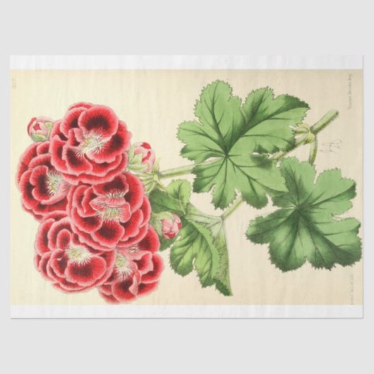 ヴィンテージフランスのフローラエフェメラデコパージュピンク 薄葉紙 (正面)