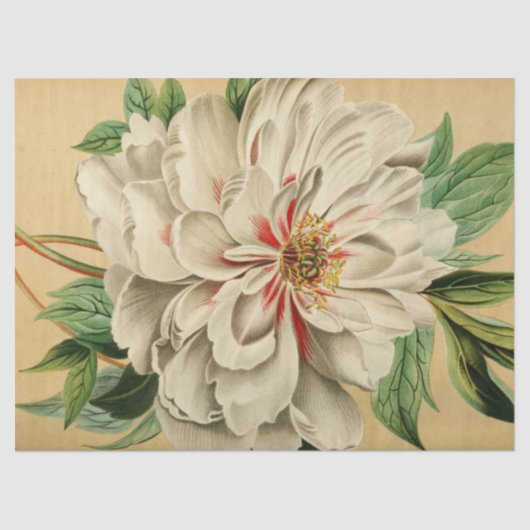 ヴィンテージフランスのフローラEphemera Decompageホワイト 薄葉紙 (正面)