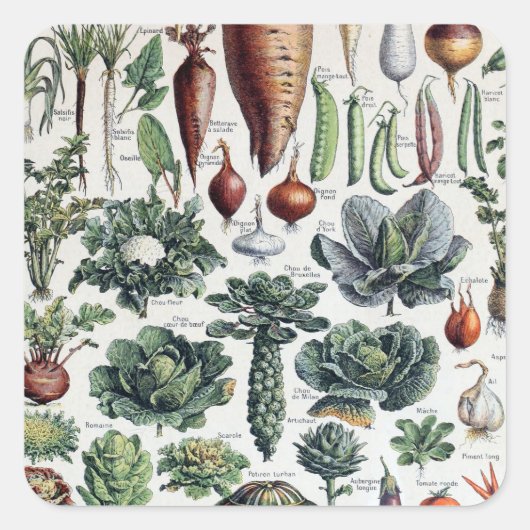 ヴィンテージフランスのレグルメエプランテポタゲレス スクエアシール (正面)