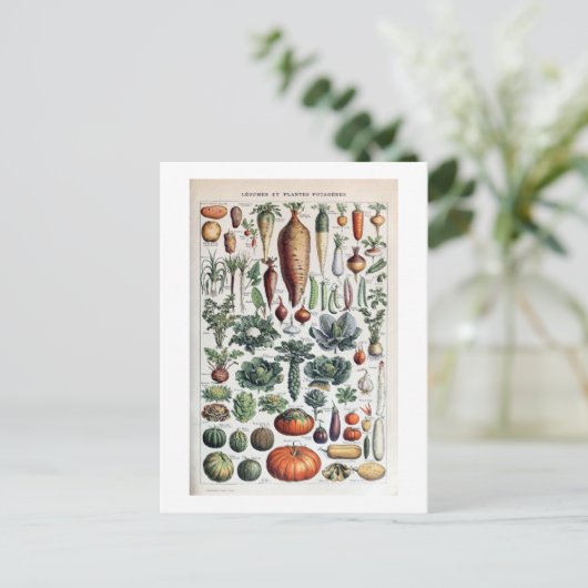 ヴィンテージフランスのレグルメエプランテポタゲレス ポストカード (スタンド正面)