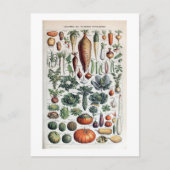 ヴィンテージフランスのレグルメエプランテポタゲレス ポストカード (正面)
