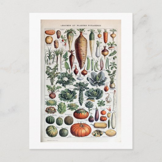 ヴィンテージフランスのレグルメエプランテポタゲレス ポストカード (正面)